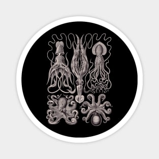 Ernst Haeckel Gamochonia Octopus Lavender Grey Magnet